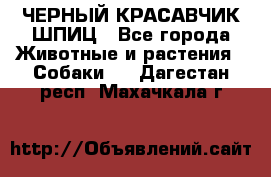 ЧЕРНЫЙ КРАСАВЧИК ШПИЦ - Все города Животные и растения » Собаки   . Дагестан респ.,Махачкала г.
